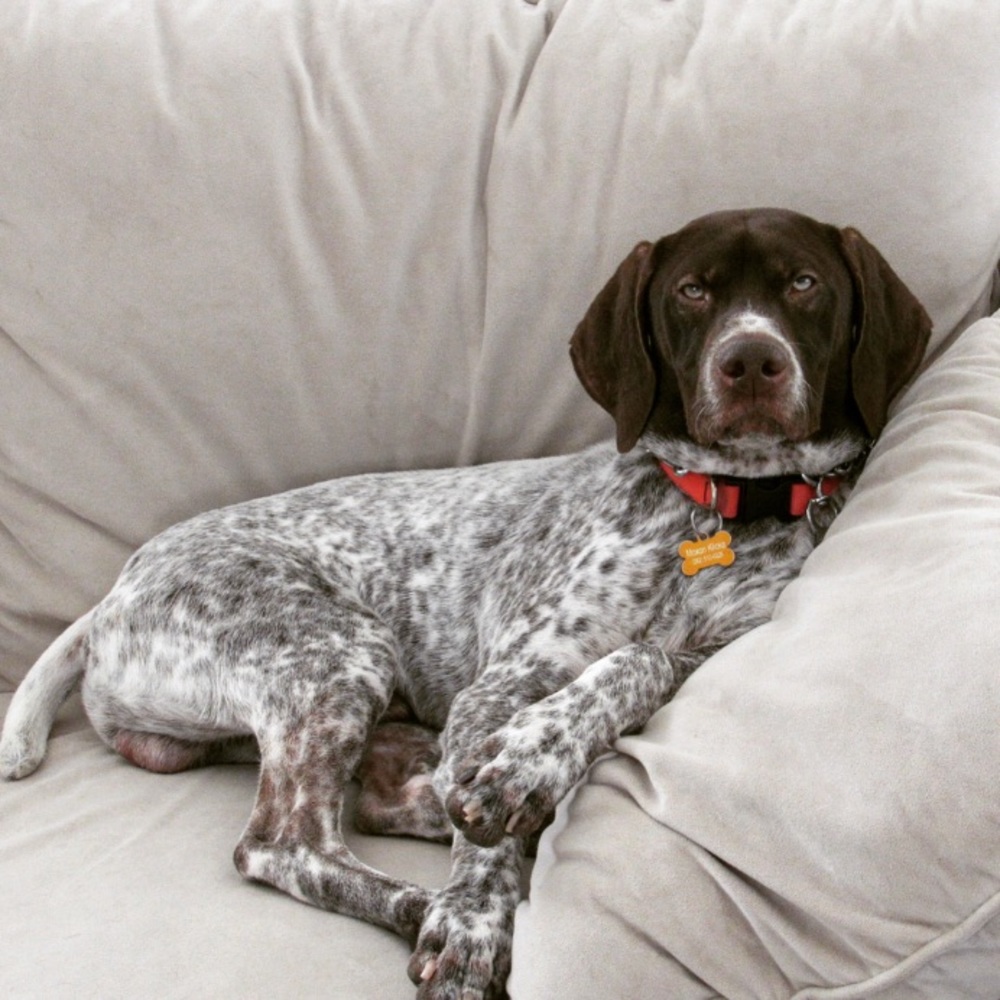 Meet your Posher, Dan